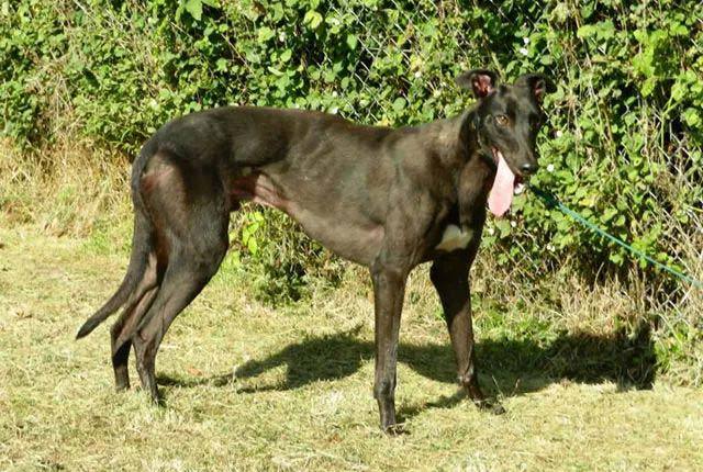 Dexter - Greyhound