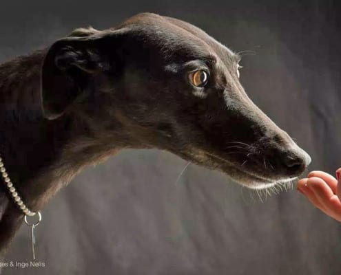 greyhound nero