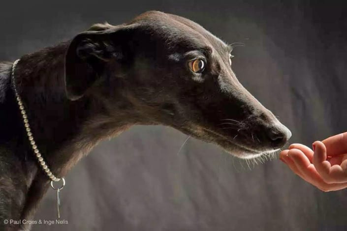 greyhound nero greyhound nero