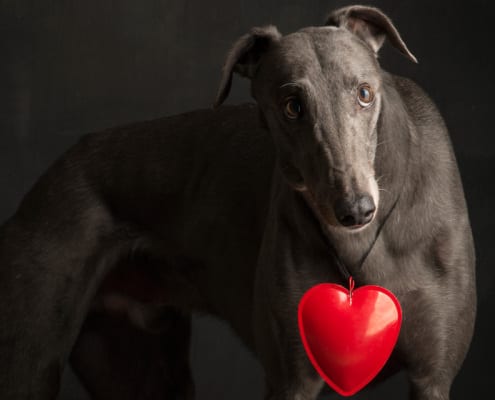 arrivo Greyhound 08-11