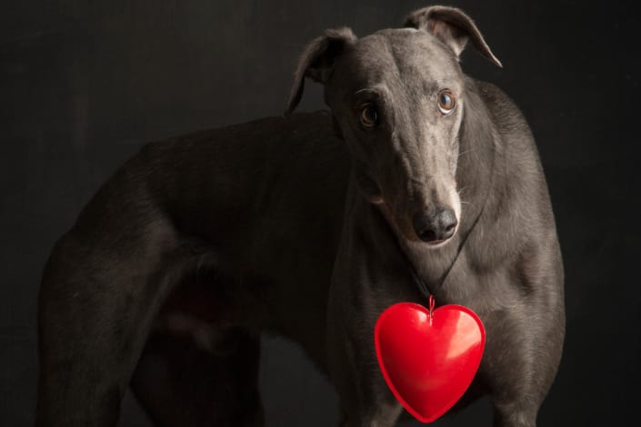 arrivo Greyhound 08-11 arrivo Greyhound 08-11