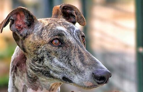 arrivo galgo 18-10-14