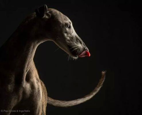 Arrivo Galgo 29 novembre 2014