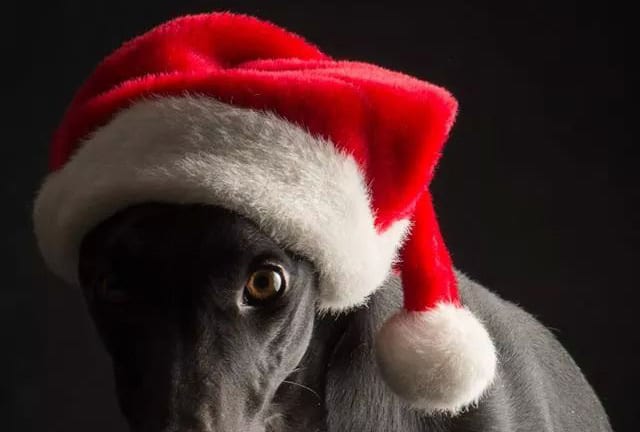 natale-news