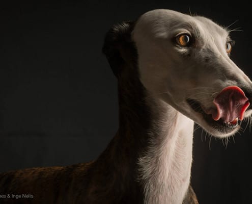 Arrivo Galgo 24 Gennaio 2015