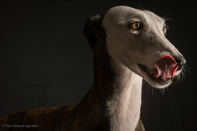 Arrivo Galgo 24 Gennaio 2015 Arrivo Galgo 24 Gennaio 2015