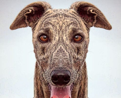 Arrivo Greyhound 2 maggio 2015