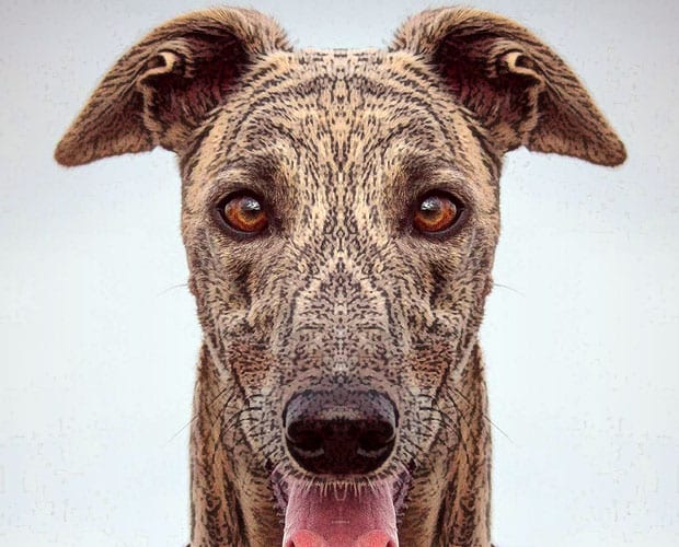 Arrivo Greyhound 2 maggio 2015 Arrivo Greyhound 2 maggio 2015