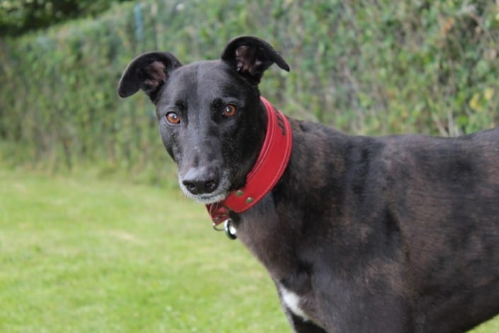 flash-greyhound_11