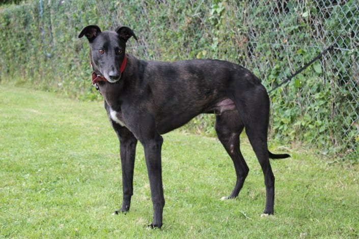 flash-greyhound_12