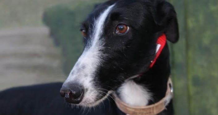 pegui-galgo