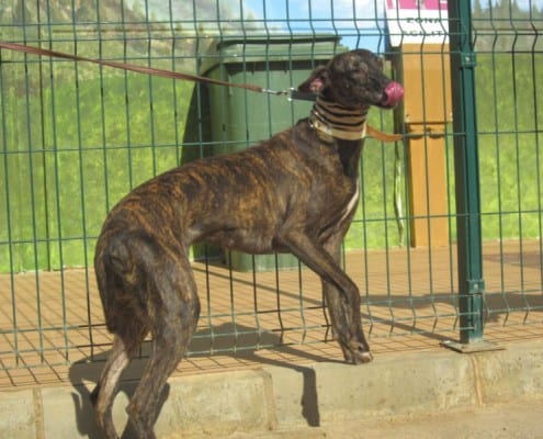 Dunia Galgo