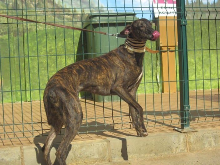 Dunia Galgo Dunia Galgo