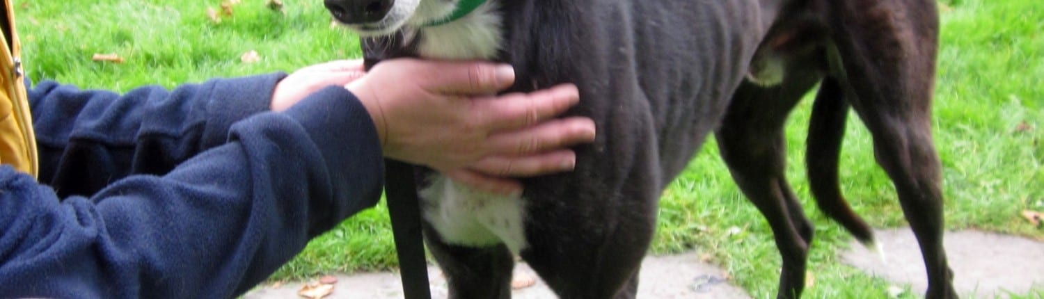 mac greyhound