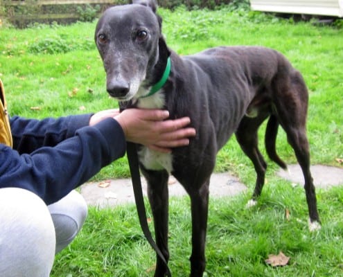 mac greyhound
