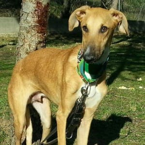 Angelo - Galgo