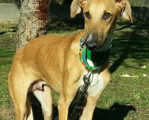 Angelo - Galgo