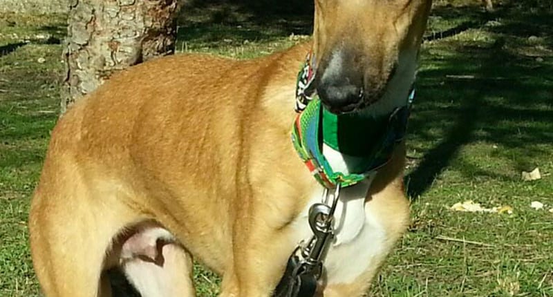 Angelo - Galgo