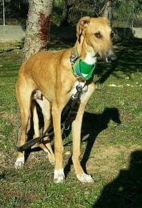 Angelo - Galgo