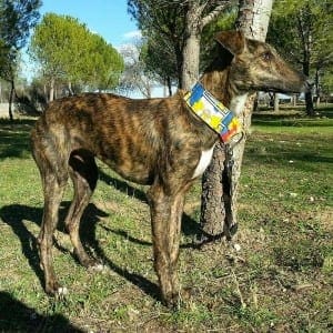 Atelo - Galgo