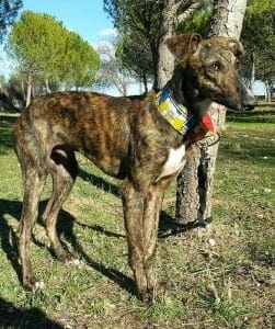 Atelo - Galgo