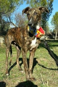Atelo - Galgo