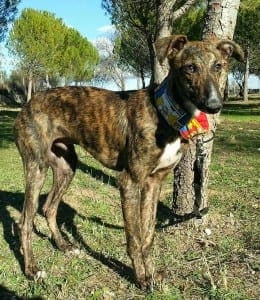 Atelo - Galgo
