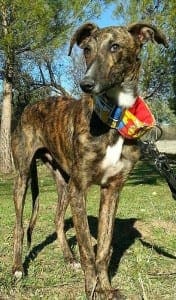 Atelo - Galgo