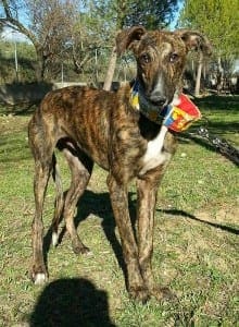 Atelo - Galgo