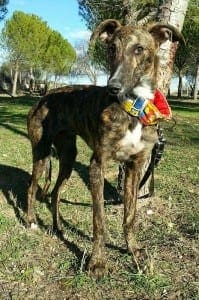 Atelo - Galgo