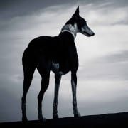 La magia della speranza La magia della speranza