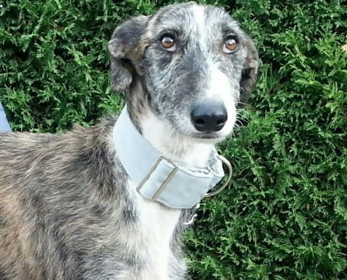 Cash - Galgo