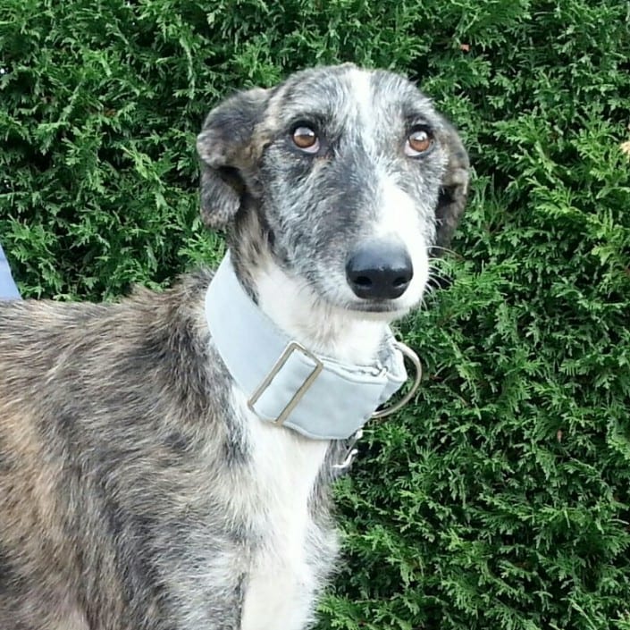 Cash – Galgo Cash - Galgo