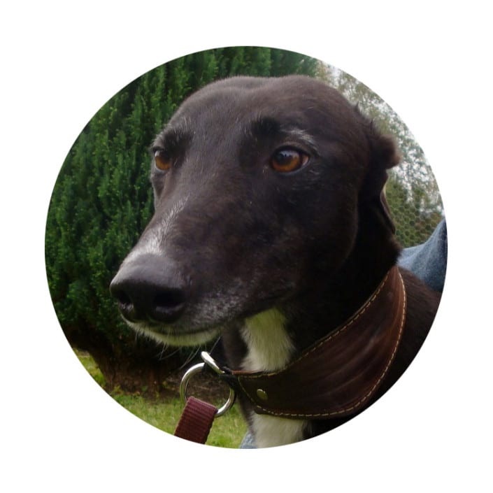 arrivo_greyhound_01