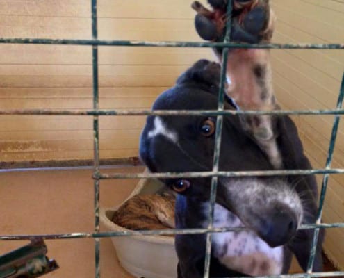 arrivo galgo 020416