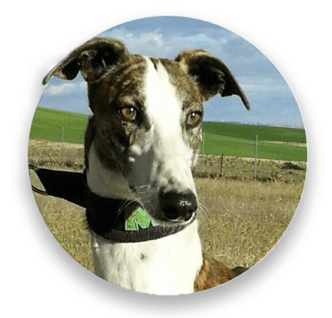 Arrivo_galgo_spagna