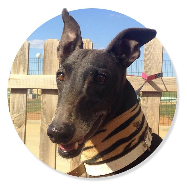sos_arrivo_galgo_spagna_maggio_16