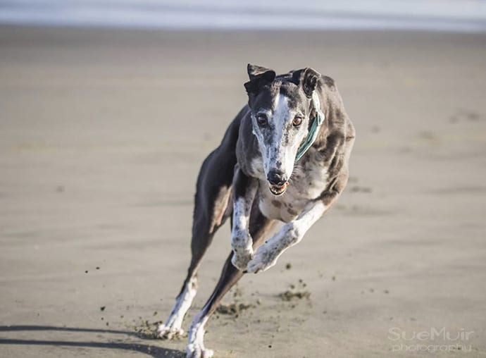 Greyhound_corsa_sos