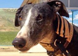 galgo_250x180