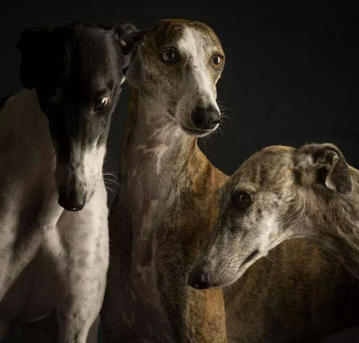 arrivo_galgo_09_10_16