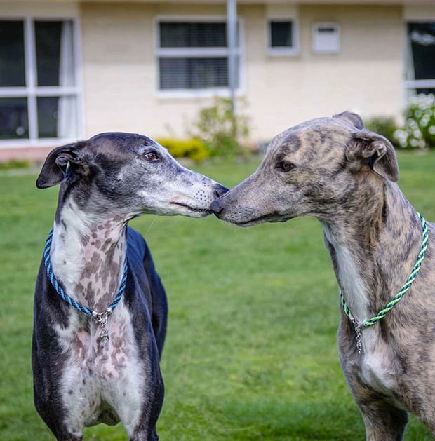 arrivo_galgo_novembre_news
