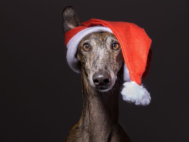 soslevrieri_festa_natale_arrivo_greyhound_newsletter