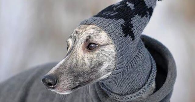 Arrivo Greyhound 18 0 217 Arrivo Greyhound