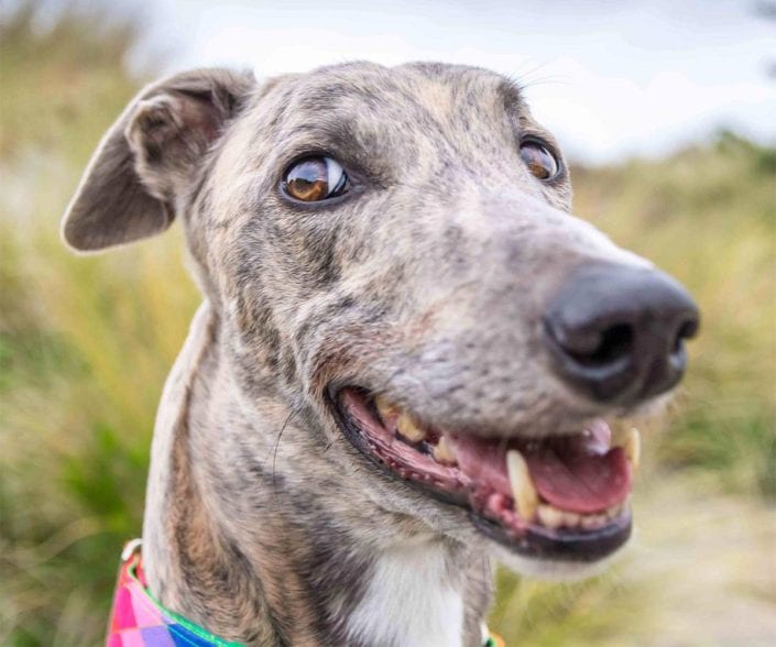 Arrivo Greyhound – 29 Aprile 2017