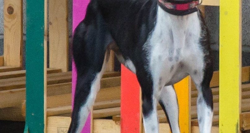Karina 2 - Galgo