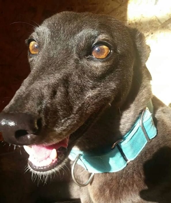 Della: Greyhound nera