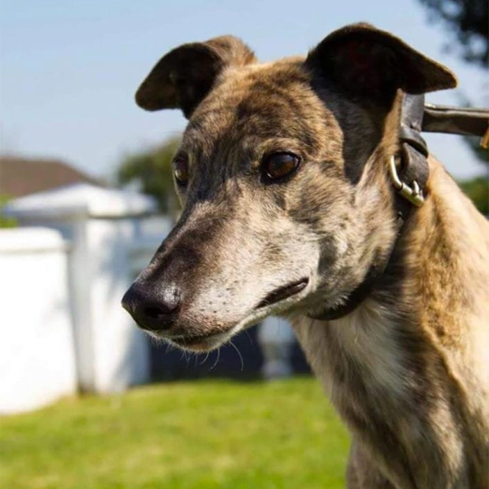 arrivo-galgo-greyhound_240617