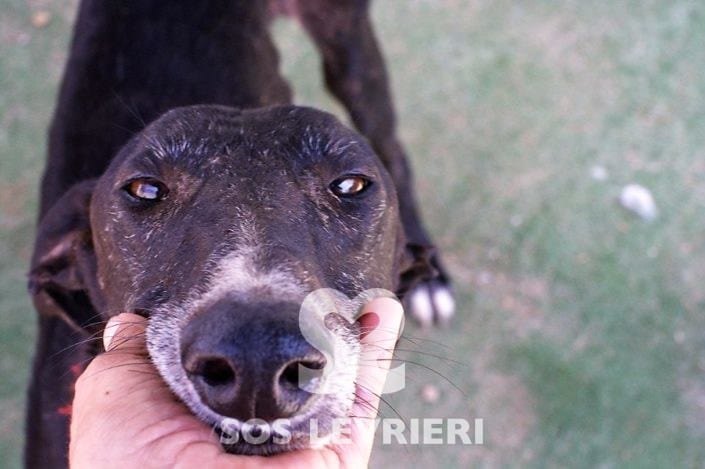 achille-galgo_16