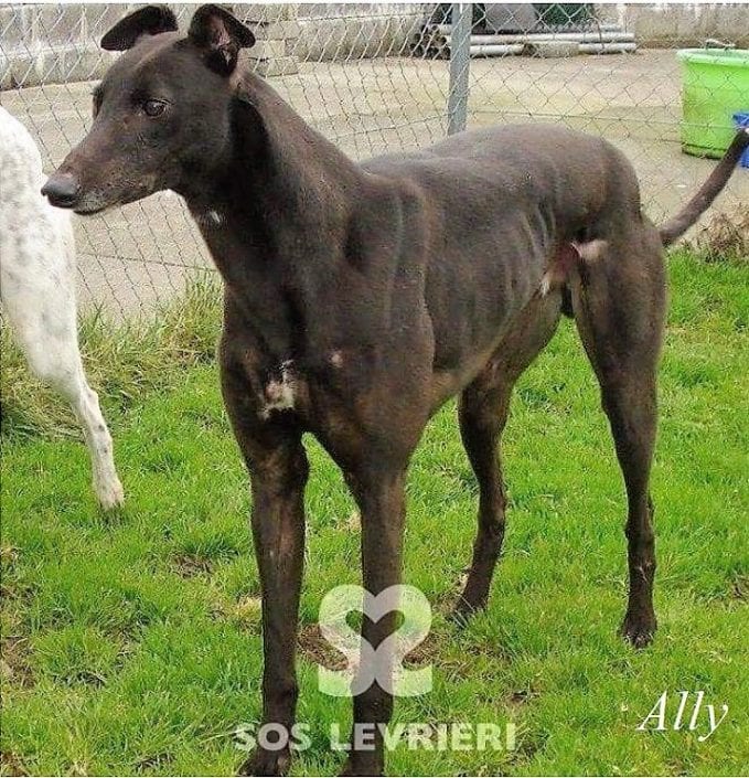 ally-greyhound