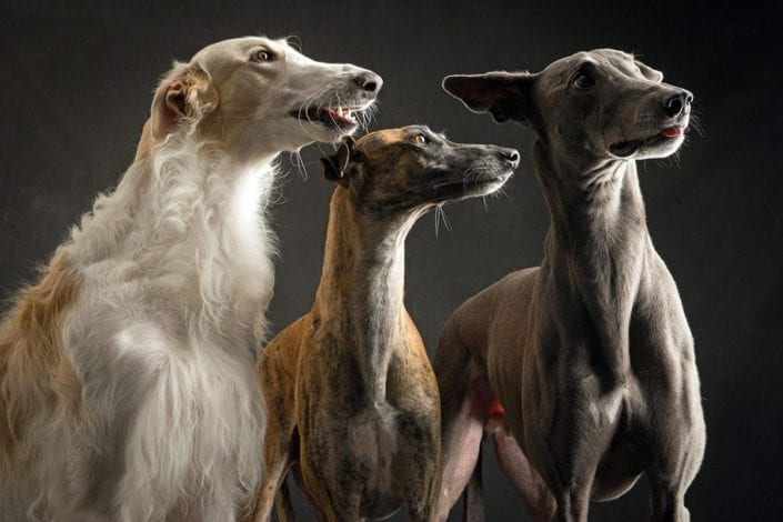 Arrivo Galgo e Greyhound – 24 febbraio 2018